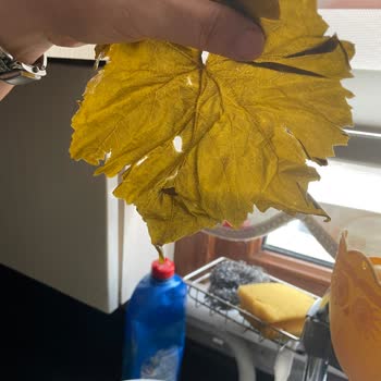 Yazdali_salamura_asma _yapragi Yırtık Geldi