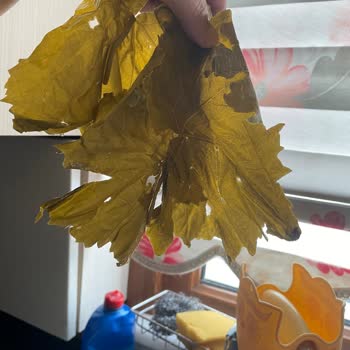 Yazdali_salamura_asma _yapragi Yırtık Geldi