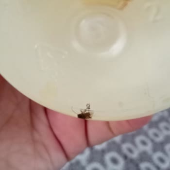 Dalin Bebek Kolonyasında Böcek Çıktı!