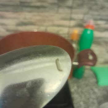 Nuh'un Ankara Makarnası Makarnadan Kurt Çıktı