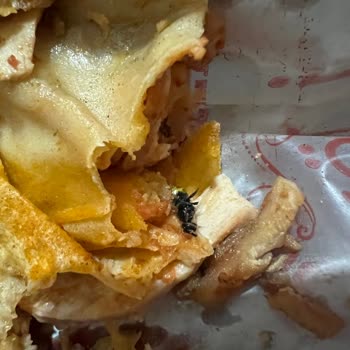 Döner Evi Ankara İçinden Böcek Arı Tarzı Bir Şey Çıktı