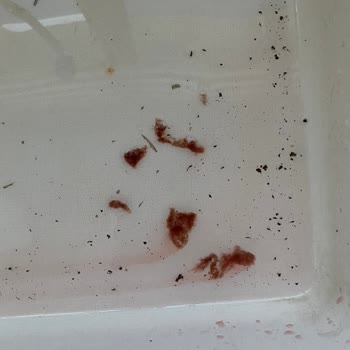 İçim Meyve Suyu İçinden Çıkan Belirsiz Cisim