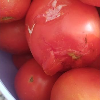 A101 Çürük Ve Böcekli Ürünler