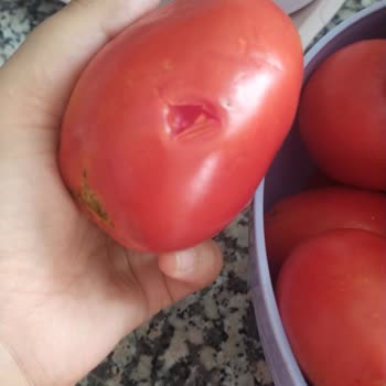 A101 Çürük Ve Böcekli Ürünler