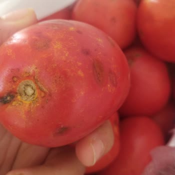 A101 Çürük Ve Böcekli Ürünler