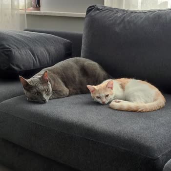 Vivense Döşemelik Kumaş Yerine Gömlek Kumaşı Kullanılmış