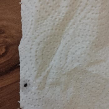 Tat Gıda Tat Kırmızı Böcekli Futbol Mercimeği