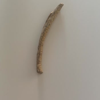 Çerezya Çekirdekten Çıkan Cisim