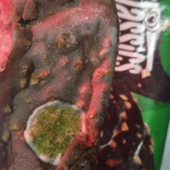 Algida Dondurma Küflü ve Kokuyordu