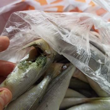 Migros'un Çürük Balık Gönderimi