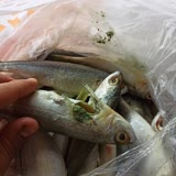 Migros'un Çürük Balık Gönderimi