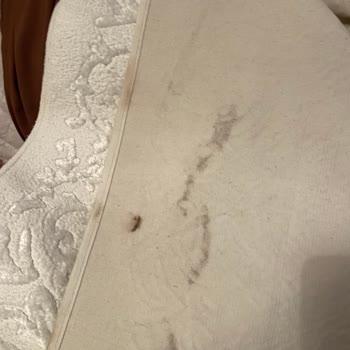 "Ocean Halı Yıkama"halılarımı Yıkamadan Geri Getirmiş