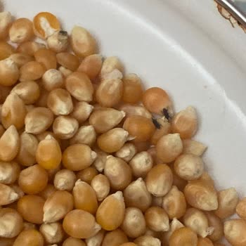 Yayla Bakliyat Âlâ Çiftçi Mısırından Böcek Çıktı