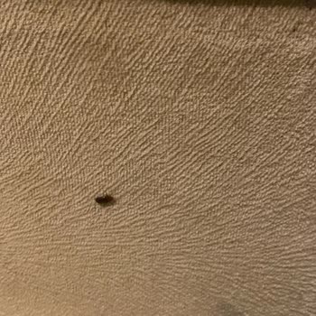 Pedaliza Otel Hijyen Ve Böcekler