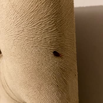 Pedaliza Otel Hijyen Ve Böcekler