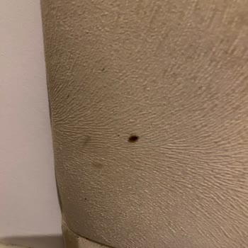 Pedaliza Otel Hijyen Ve Böcekler