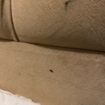 Pedaliza Otel Hijyen Ve Böcekler