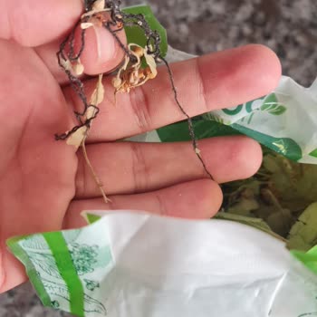 A101 Dovit Ihlamur Yabancı Madde