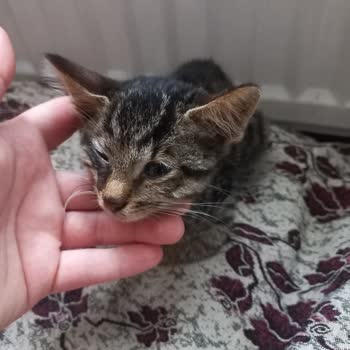 Sarıyer Belediyesi Sokak Hayvanlarının Göz Ardi Edilmesi