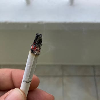 Parliament Den Odun Cıktı