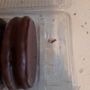 Ülker Markasıyla Yaşadığım Kelebek Sorunu