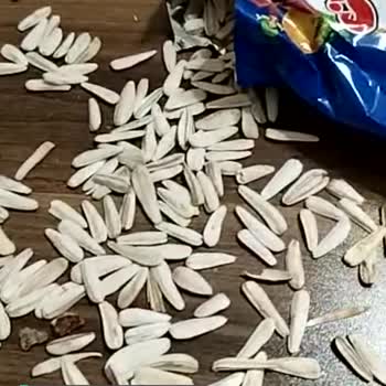 Simbat Çekirdeklerinin İskarta Olanlarının Paketlenip Satılması