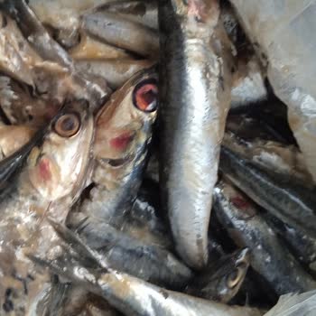 Migros. Sanal Marketten Hamsi Siparişimde Kokmuş Hamsi Geldi