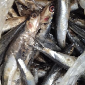 Migros. Sanal Marketten Hamsi Siparişimde Kokmuş Hamsi Geldi