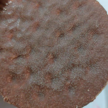 Ülker Halley Bisküvi Bozuk Çıktı