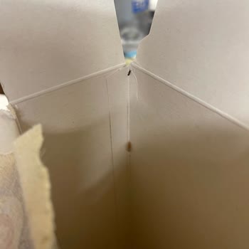 Barilla Gıda Böcek Ve Kurtlanma