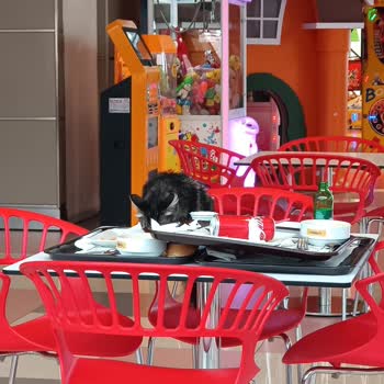 Brandium AVM-Residence Ataşehir Kedi Sorunu