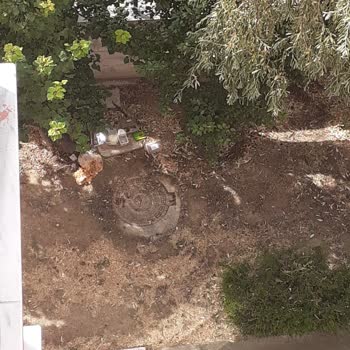 Konya Büyükşehir Belediyesi Evimizin Bahçesine Dökülen Yemem Artığı Ve Keneler