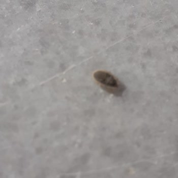 Konya Büyükşehir Belediyesi Evimizin Bahçesine Dökülen Yemem Artığı Ve Keneler