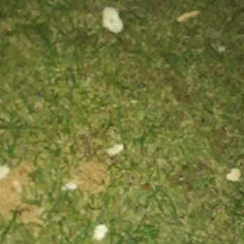 Konya Büyükşehir Belediyesi Evimizin Bahçesine Dökülen Yemem Artığı Ve Keneler