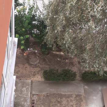 Konya Büyükşehir Belediyesi Evimizin Bahçesine Dökülen Yemem Artığı Ve Keneler