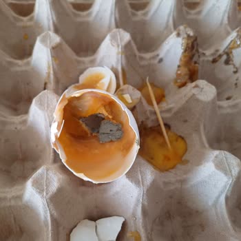 Bozuk CP Yumurta Hastalık Saçıyor