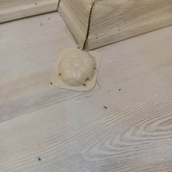 Raid Karınca Yemi İşe Yaramıyor