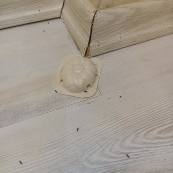 Raid Karınca Yemi İşe Yaramıyor