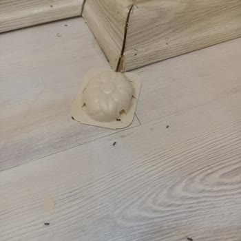 Raid Karınca Yemi İşe Yaramıyor