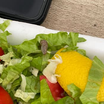 Efes 2 Pide Yemek Salonu Yemekten Sümüklü Böcek Çıktı