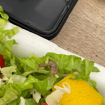 Efes 2 Pide Yemek Salonu Yemekten Sümüklü Böcek Çıktı