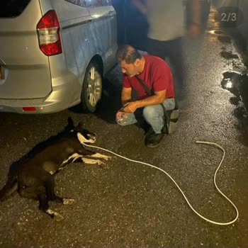 Galaxy Beach Hotel Hayvana Şiddet Var