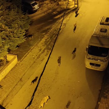 İBB - İstanbul Büyükşehir Belediyesi Başıboş Gezen Sokak Köpekleri