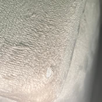 Gündoğdu Mobilya Deformeli Koltuk Takımı