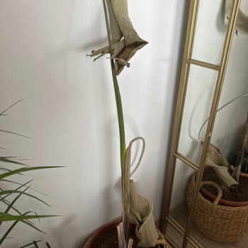 Fidan Burada Şikayet