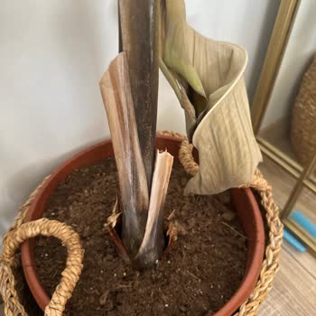 Fidan Burada Şikayet