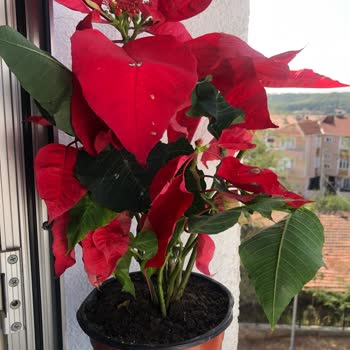 Çiçek Sepeti Teslimat Gecikmesi Kötü Ambalaj