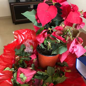 Çiçek Sepeti Teslimat Gecikmesi Kötü Ambalaj