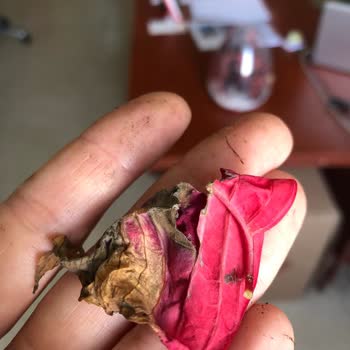 Çiçek Sepeti Ürün Teslim Sorunu