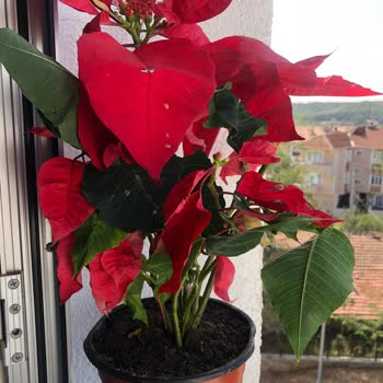 Çiçek Sepeti Ürün Teslim Sorunu